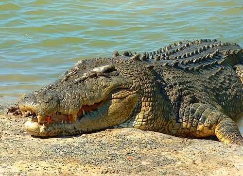 australian saltwater crocodile01 Australian Saltwater Crocodiles Facts