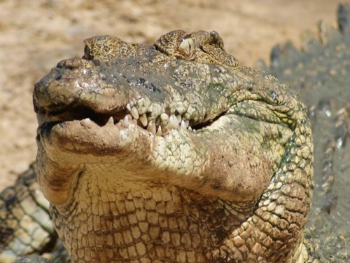 australian saltwater crocodile03 Australian Saltwater Crocodiles Facts