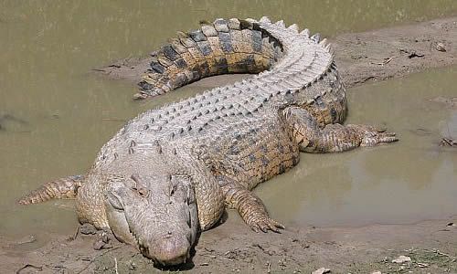 australian saltwater crocodile04 Australian Saltwater Crocodiles Facts