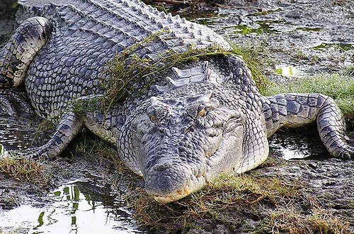 Australian saltwater crocodile