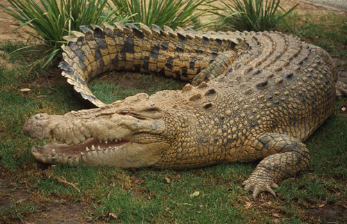Australian saltwater crocodile