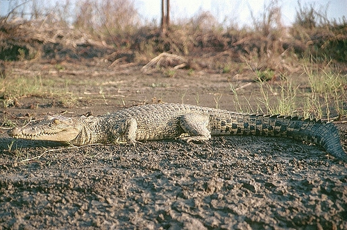 Australian saltwater crocodile