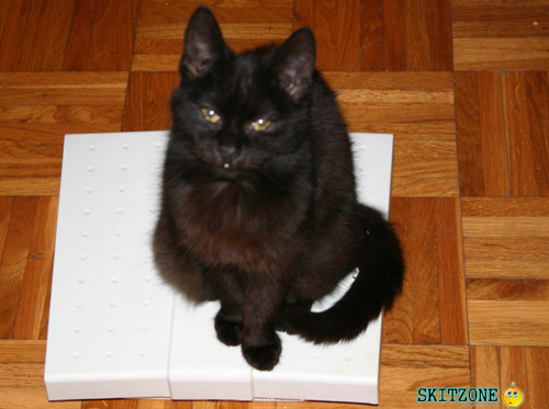 mycat0063 Cat checking weight