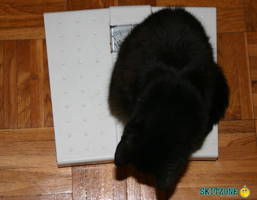 mycat0064 Cat checking weight