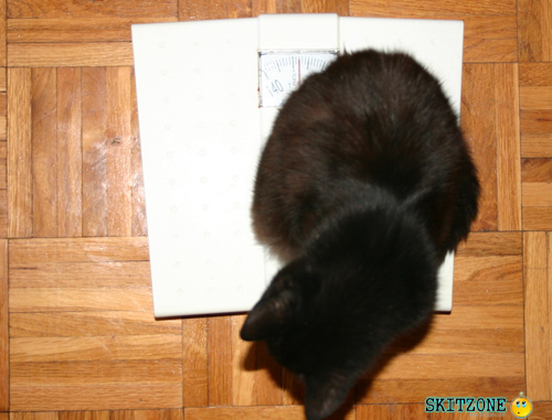 mycat0065 Cat checking weight