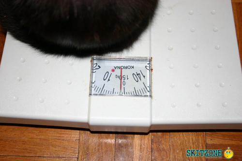 mycat0069 Cat checking weight
