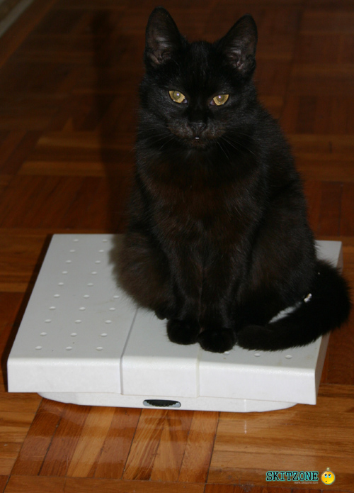 mycat0074 Cat checking weight