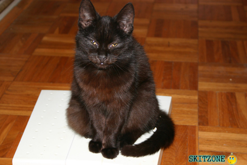 mycat0076 Cat checking weight
