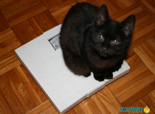 Cat checking weight!