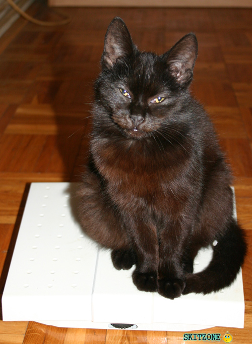 mycat0081 Cat checking weight