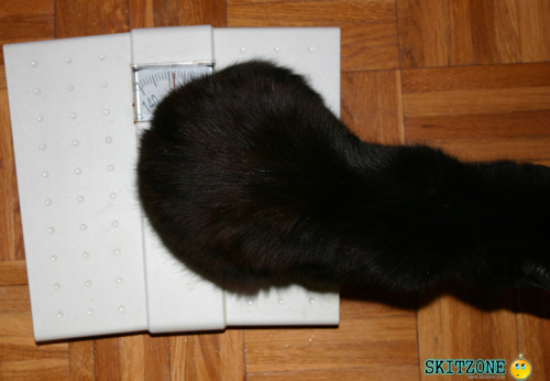 mycat0098 Cat checking weight