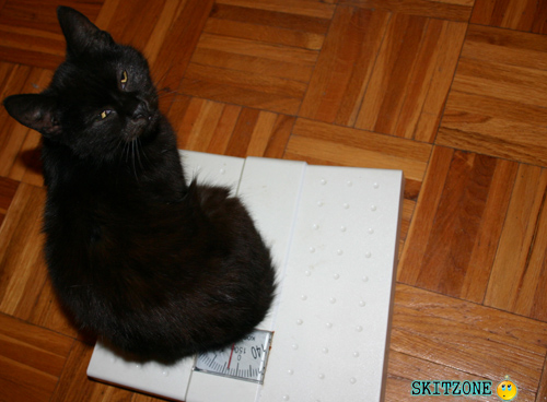 mycat0102 Cat checking weight