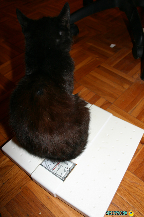 mycat0103 Cat checking weight
