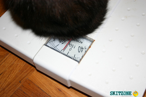 mycat0104 Cat checking weight
