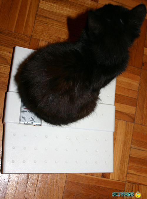 mycat0105 Cat checking weight