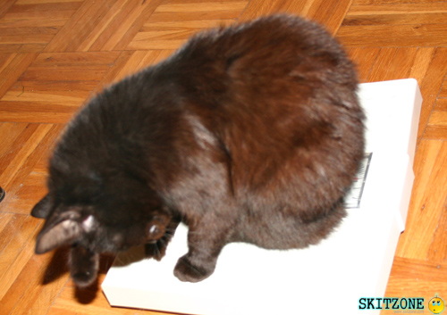 mycat0108 Cat checking weight