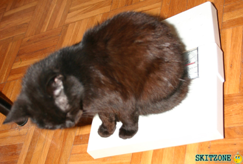 mycat0109 Cat checking weight