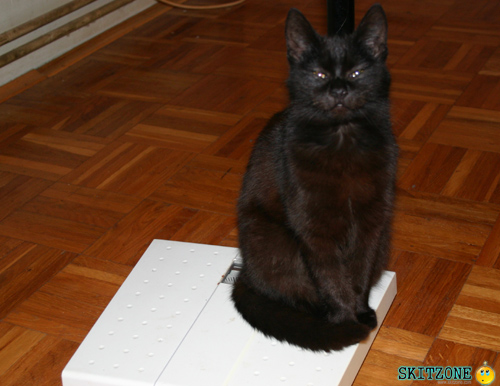 mycat0159 Cat checking weight