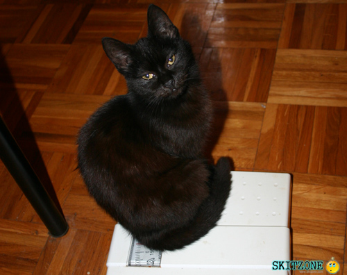 mycat0166 Cat check weight