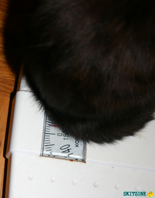 mycat0171 Cat check weight