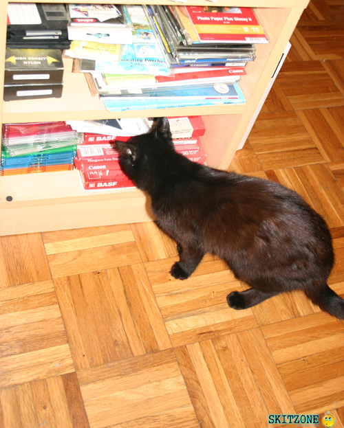 mycat0195 Cat pick cd