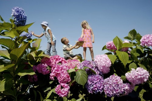The Flowers