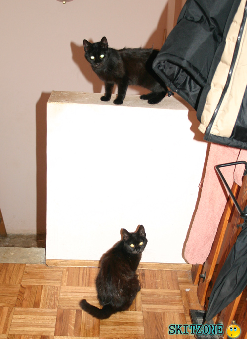 Cats