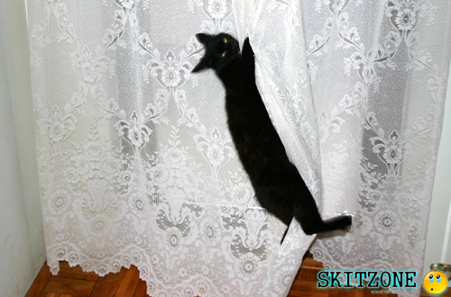 My cat