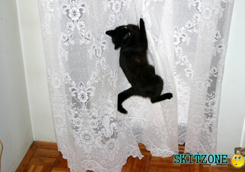 My cat