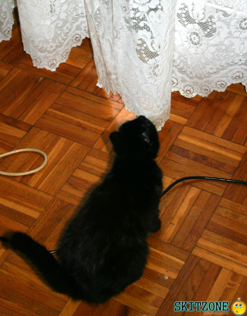 cats