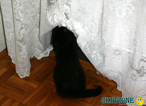 cat
