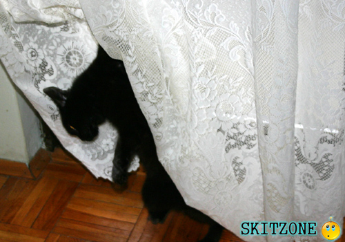 cat