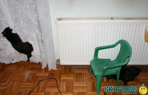 My cat
