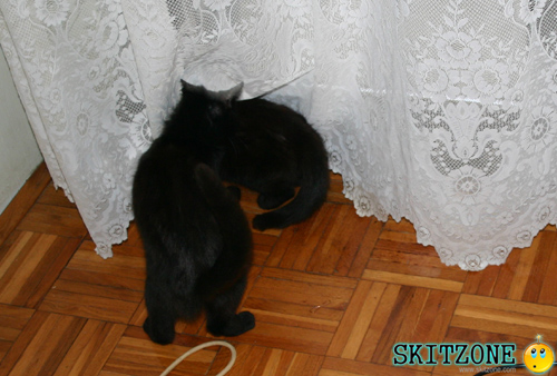 cats