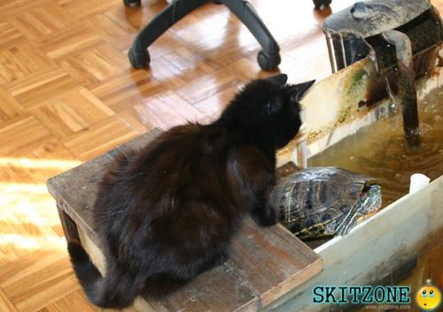cat&tourtle