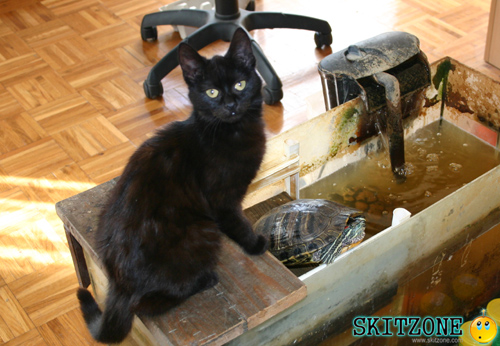 cat & tourtle