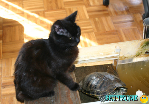 cat & tourtle
