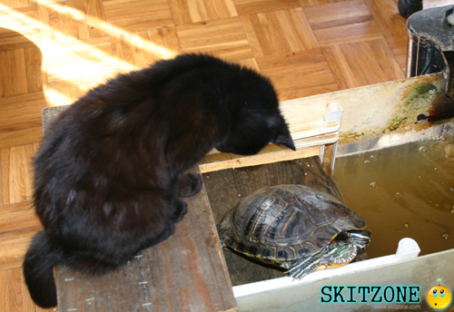 cat & tourtle
