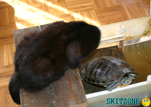 cat & tourtle