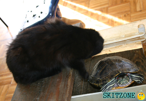 cat & tourtle