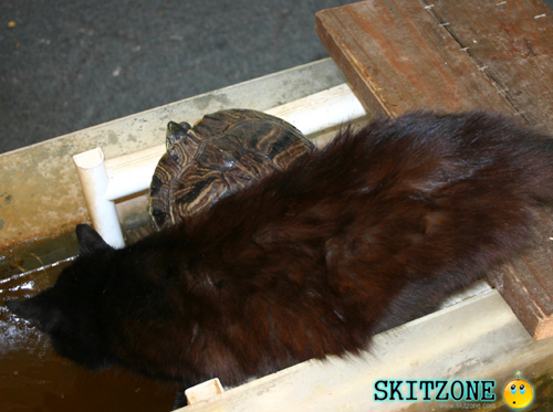 cat & tourtle