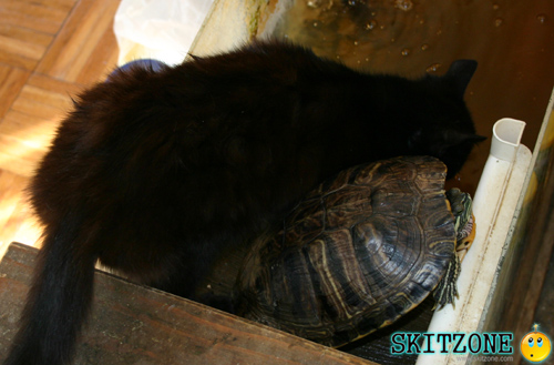cat & tourtle