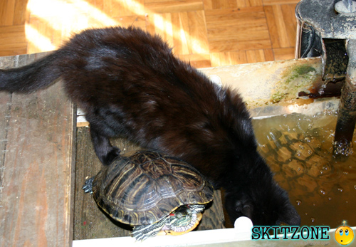 cat & tourtle