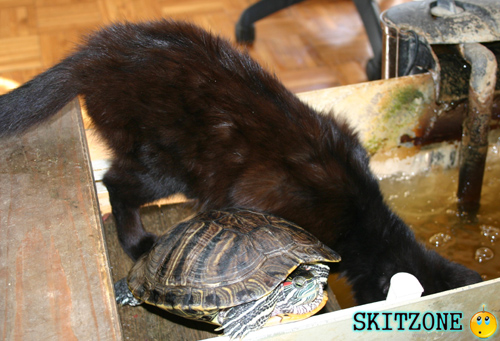 cat & tourtle