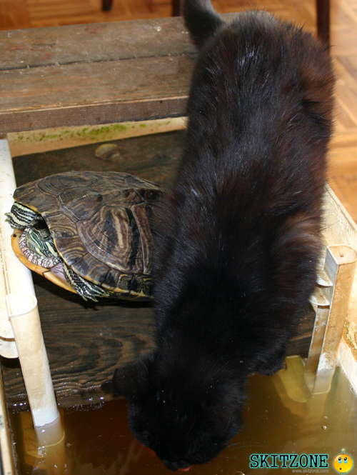 cat & tourtle