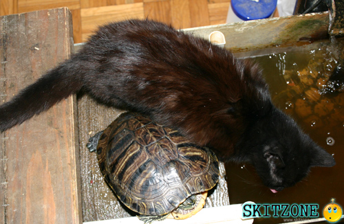 cat & tourtle