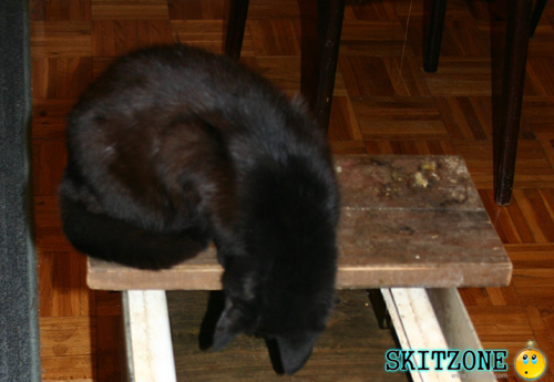 My cat