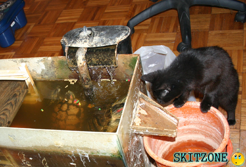 My cat