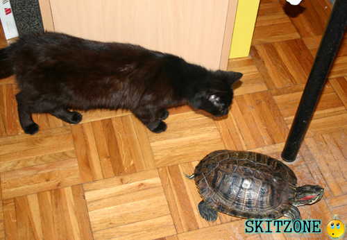 Cat & Tourtle