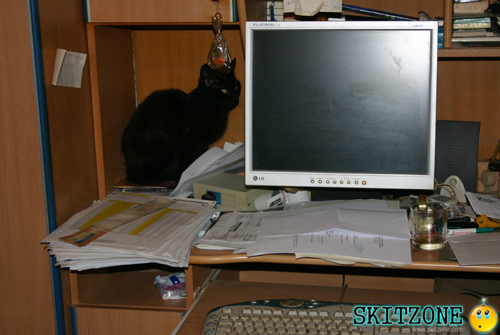 Cat & PC